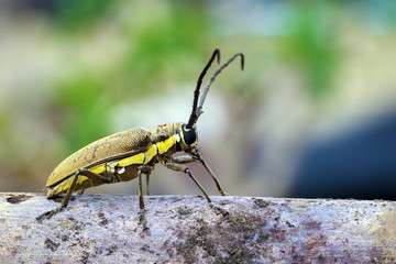 Image of Spotted Mango Borer(Batocera numitor) on a timber. Beetles. Insect.