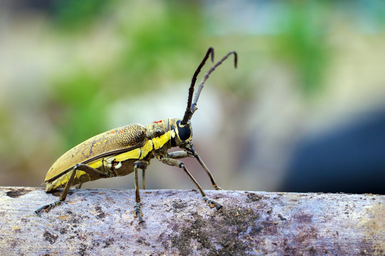 Image of Spotted Mango Borer(Batocera numitor) on a timber. Beetles. Insect.