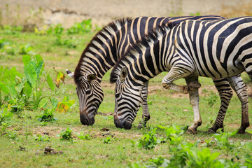 Fototapeta na wymiar Image of two zebras are eating grass on nature background. Wild Animals.