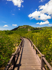 Fototapeta na wymiar A view of the Mangrove Nature Trail walkway at Pran Buri National Forest Park - blue sky in the background (Hua Hin, Thailand)