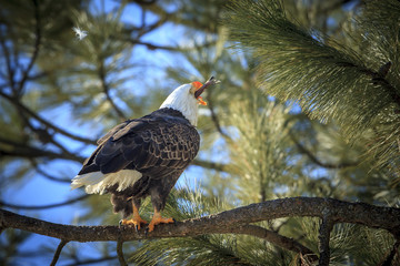 A bald eagle swallows a fish while perched on a branch near Coeur d'Alene, Idaho.