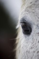 Horse Eye Close Up