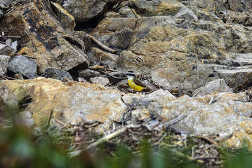 Lonely Yellow bird standing over ocean rocks and wood. Kiskadee flycatcher at Punta del Este