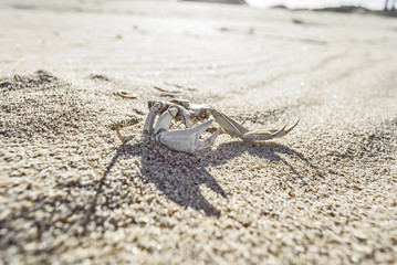 Dead Crab with big claws over sand at the beach on a sunny day. La Paloma, Uruguay