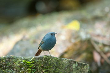 Obraz premium Plumbeous Water Redstart (Rhyacornis fuliginosa with waterfall background