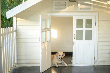 A happy Labrador in his dog house
