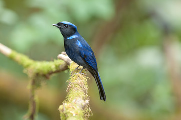 Large Niltava; Niltava grandis, Blue bird, Lovely bird