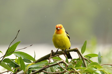 Western Tanager in Spring