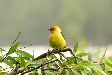 Western Tanager in Spring