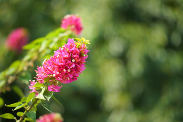 Bougainvillea flowers texture and background. Purple flowers of bougainvillea tree. Close up view of bougainvillea purple flower. Colorful purple flowers texture and background for designers