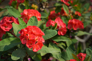 Euphorbia Milii flower blooming in the garden