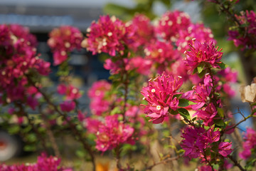 Bougainvillea flowers texture and background. Purple flowers of bougainvillea tree. Close up view of bougainvillea purple flower. Colorful purple flowers texture and background for designers