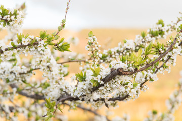 Yellow plum tree branches covered in white blossoms in early spring