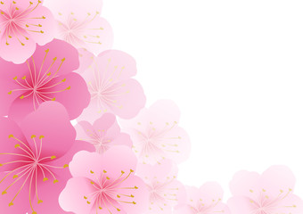 Cherry blossom,Sakura pink flowers  background.