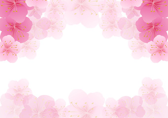 Cherry blossom,Sakura pink flowers background.