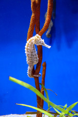 タツノオトシゴ