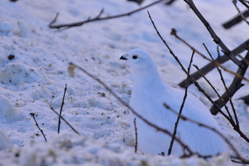 Winter willow ptarmigan