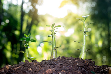 agriculture plant seeding growing step concept in garden and sunlight