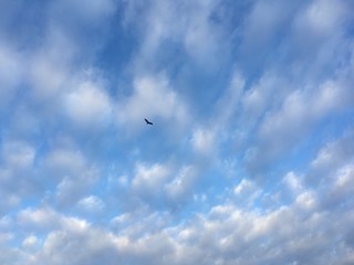 clouds and solitary vulture in winter sky