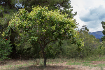 Fototapeta premium Physalis tree with fruits. Sithonia Peninsula.