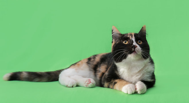 Beautiful Three-colored Cat On Green Background