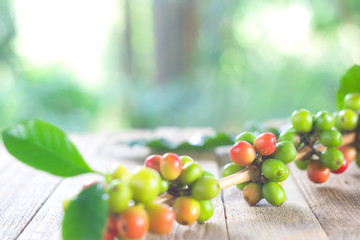 Red, green coffee beans ripening on wood table. selective focus. Vertical.
