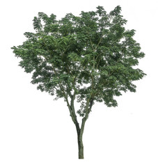 Green tree on white