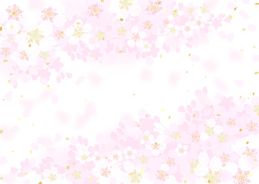 桜　さくら