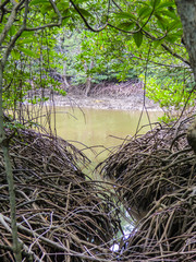 Mangrove tree roots and brown river at Pran Buri National Forest Park (Hua Hin, Thailand)