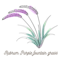 Rubrum purple fountain grass illustration on white background