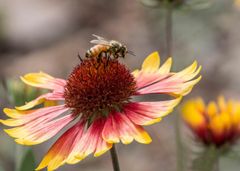 Honey Bee on pink and yellow cone flower