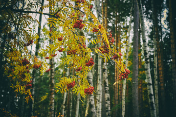 The branch of the mountain