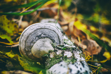 Tree fungus on a fallen