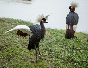 black crowned crane displays for mate