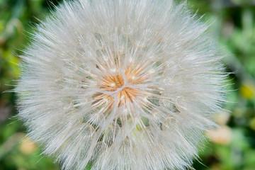 dandelion