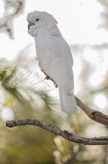salmon crested cockatoo side profile