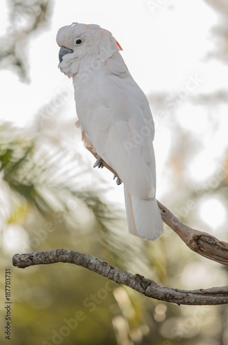 "salmon crested cockatoo side profile" Stock photo and ...