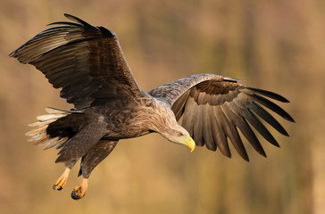 White tailed eagle (Haliaeetus albicilla)