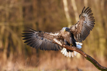 White tailed eagle (Haliaeetus albicilla)