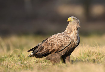 White tailed eagle (Haliaeetus albicilla)