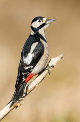 Great Spotted Woodpecker (Dendrocopos major)