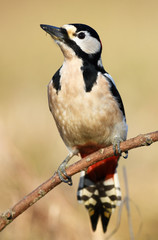 Great Spotted Woodpecker (Dendrocopos major)