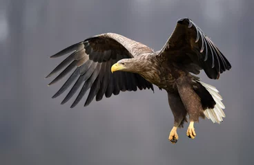Acrylic prints Eagle White tailed eagle (Haliaeetus albicilla)