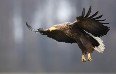 White tailed eagle (Haliaeetus albicilla) © Piotr Krzeslak