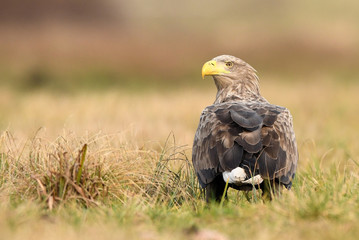 White tailed eagle (Haliaeetus albicilla)