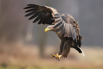 White tailed eagle (Haliaeetus albicilla)