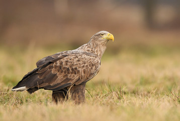 White tailed eagle (Haliaeetus albicilla)