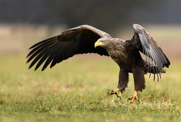 White tailed eagle (Haliaeetus albicilla)