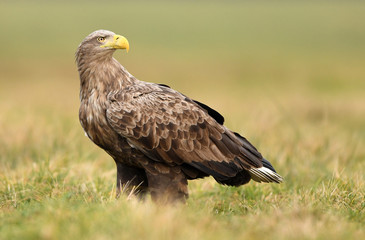 White tailed eagle (Haliaeetus albicilla)