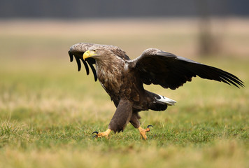 White tailed eagle (Haliaeetus albicilla)